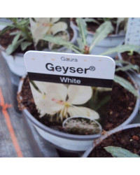 Gaura Lindheimeri Geyser Blanc