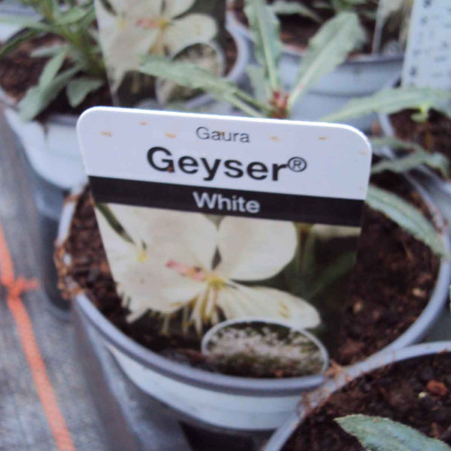 Gaura Lindheimeri Geyser Blanc