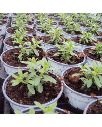 Calibrachoa Noa Almond Blossom