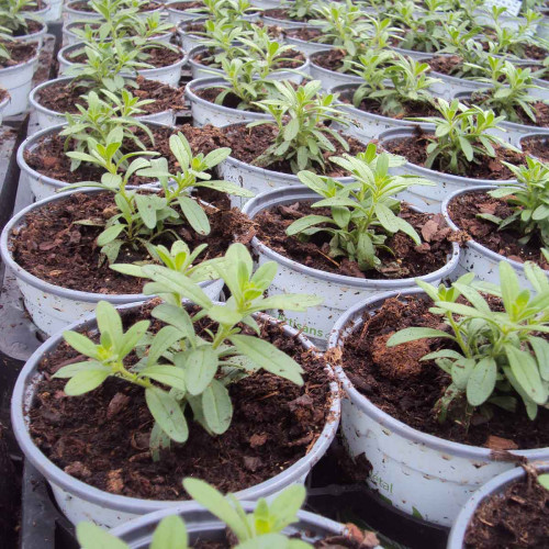 Calibrachoa Noa Almond Blossom