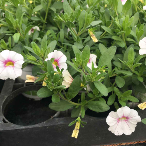 Calibrachoa Noa Almond Blossom