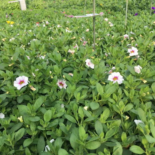 Calibrachoa Noa Almond Blossom