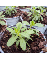 Calibrachoa Noa Almond Blossom