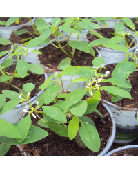 Euphorbia Hypericifolia Diwali Shower