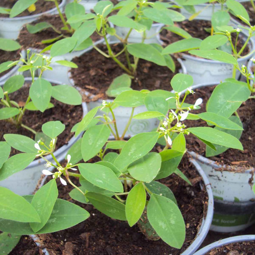 Euphorbia Hypericifolia Diwali Shower