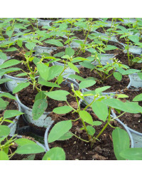 Euphorbia Hypericifolia Diwali Shower