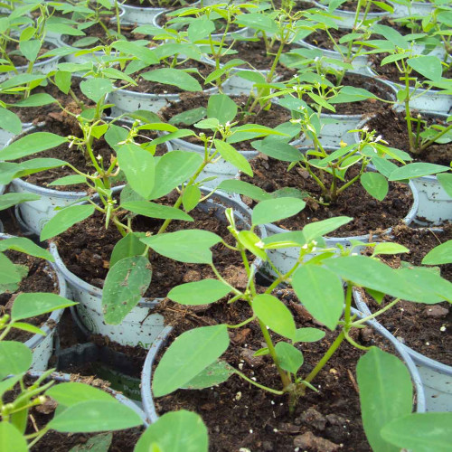 Euphorbia Hypericifolia Diwali Shower