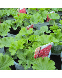 Pelargonium Pac Bermuda Cherry