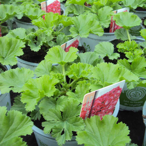 Pelargonium Pac Bermuda Cherry