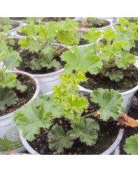 Pelargonium Pac Bermuda Cherry