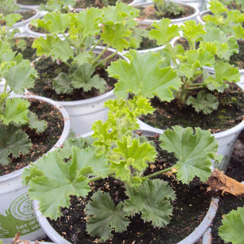 Pelargonium Pac Bermuda Cherry