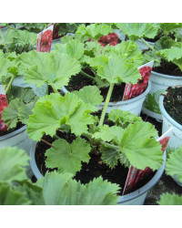 Pelargonium Pac Bermuda Soft Pink