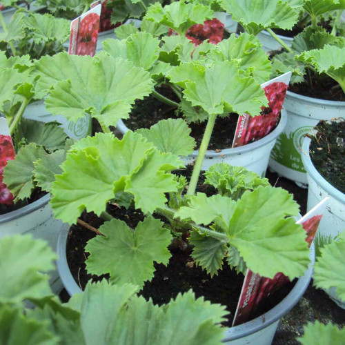 Pelargonium Pac Bermuda Soft Pink