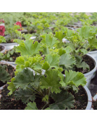 Pelargonium Pac Bermuda Soft Pink
