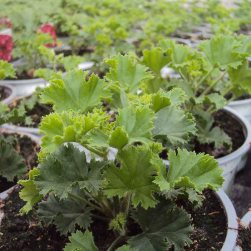 Pelargonium Pac Bermuda Soft Pink