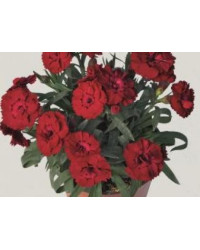 oeillet Dianthus Supertrouper Carmen
