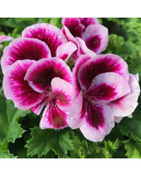 Pelargonium Pac Candy Flower Bicolor