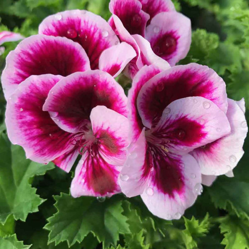 Pelargonium Pac Candy Flower Bicolor