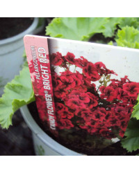 Pelargonium Pac Candy Flower Bright Red
