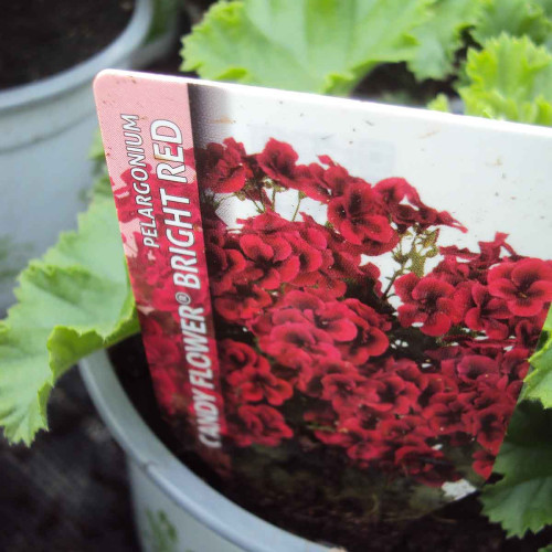 Pelargonium Pac Candy Flower Bright Red