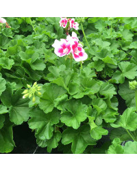 Geranium Droit Flowerfairy White Splash