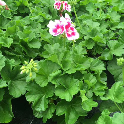 Geranium Droit Flowerfairy White Splash