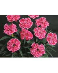 oeillet Dianthus Supertrouper Diwali