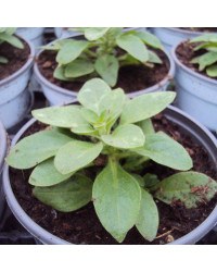 Petunia Surfinia Yellow Dream