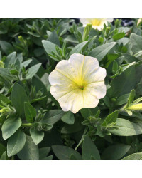 Petunia Surfinia Yellow Dream