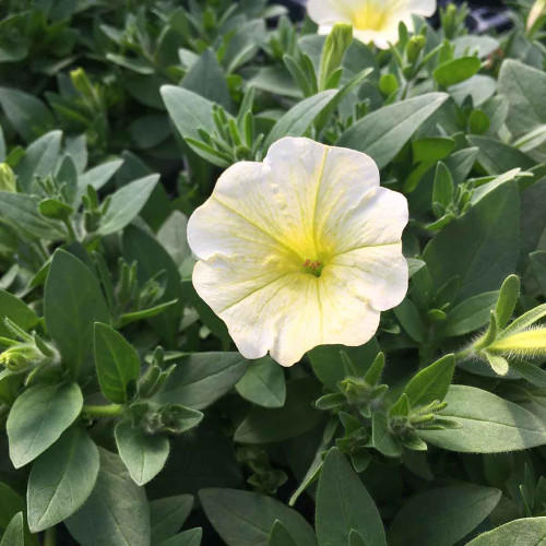 Petunia Surfinia Yellow Dream