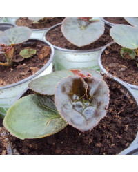 Begonia Big Rose Bronze Leaf