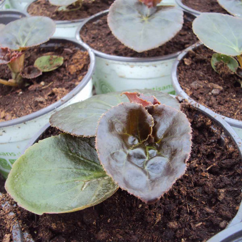 Begonia Big Rose Bronze Leaf