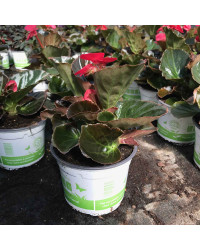 Begonia Big Rose Bronze Leaf