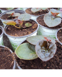 Begonia Big Rose Bronze Leaf