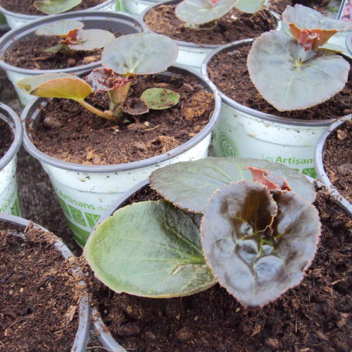 Begonia Big Rose Bronze Leaf