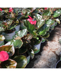 Begonia Big Rose Bronze Leaf