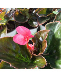 Begonia Big Rose Bronze Leaf
