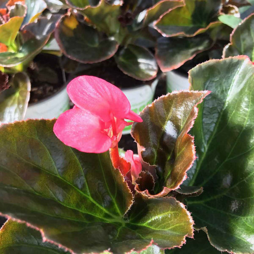 Begonia Big Rose Bronze Leaf