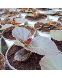 Begonia Big Rose Bronze Leaf