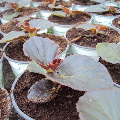 Begonia Big Rose Bronze Leaf