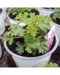 Pelargonium Angeleyes Randy