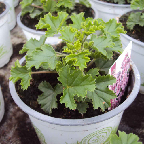 Pelargonium Angeleyes Randy