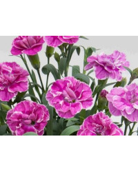 oeillet Dianthus Supertrouper Ilka