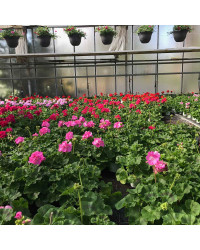 Geranium Droit Candy Rose