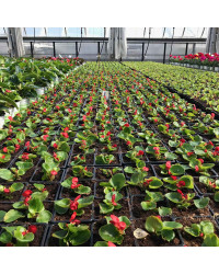 Begonia Massif Ambassador Scarlet