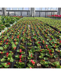 Begonia Massif Ambassador Scarlet