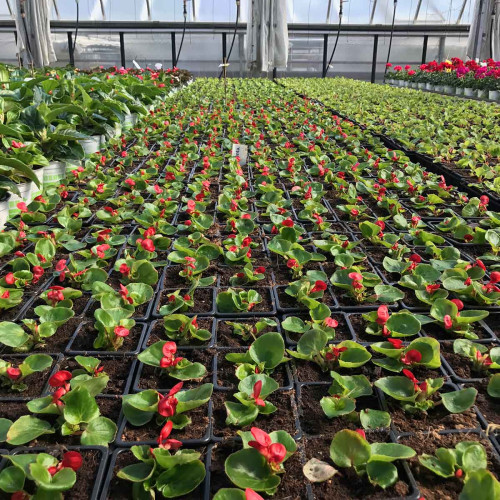 Begonia Massif Ambassador Scarlet