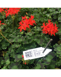 Geranium Fireworks rouge