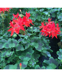 Geranium Fireworks rouge