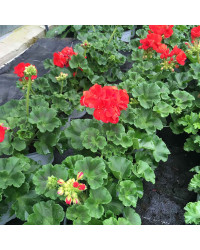 Geranium Droit Victor